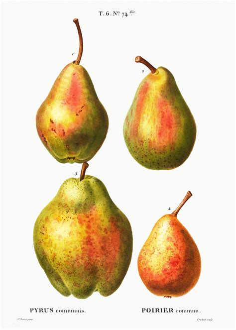 4 More Varities Of Pears Poirier Commun From Traité Des Arbres Et