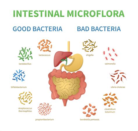 Intestinal Microflora Cartoon Set 7681190 Vector Art At Vecteezy