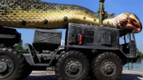 Most Amazing Wild Animal Attacks Giant Anaconda Attacks Dog Lion Vs