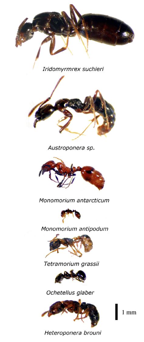 Ant Species Recorded On Rakitu Note The Pictured Iridomyrmex Suchieri Download Scientific