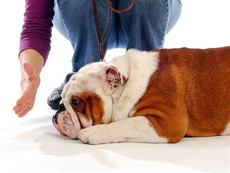 Top Ten Dog Training Tips Petfinder Dog Training Positive Dog