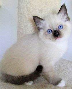 In addition, the number of breeds can change as new breeds are developed. Ragdoll Kittens for Sale | Ragdoll Cat Breeder | San Diego ...