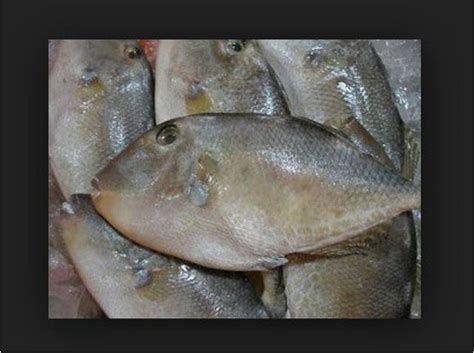 841 resep gulai kambing ala rumahan yang mudah dan enak dari komunitas memasak terbesar dunia! GAMBAR Jenis-Jenis Ikan Terlengkap? Lihat Detailnya Disini