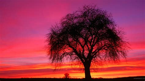 Silhouette Of Lone Tree Wallpaper Trees Sunset Sky Shilouettes Hd