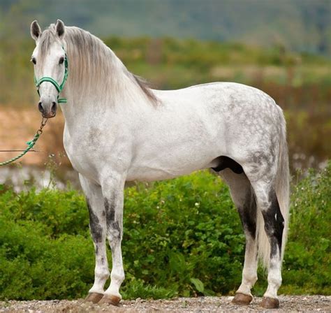 The Andalusian Horse The Andalusian Horse Hails
