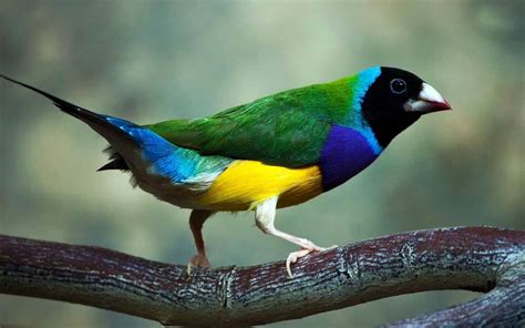 Beautiful Bird Breeds Unique Rare Bird