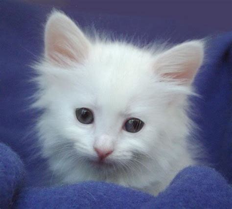 Turkish Angora Cat Pictures And Info