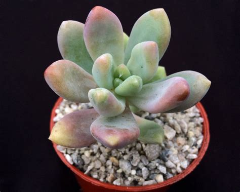 It can send up a tall bloom stalk of numerous tiny, yellow flowers. x Sedeveria 'Giant Blue' | Surreal Succulents