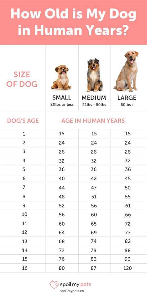 Simply make use of our ' age at date ' option to enter a date in either the past or future. Dog Age Chart: See How Old Your Dog is in Human Years ...