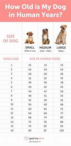 Dog Age Chart See How Old Your Dog Is In Human Years