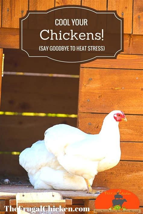 Keep Chickens Cool In Hot Weather With These Pro Tips Podcast