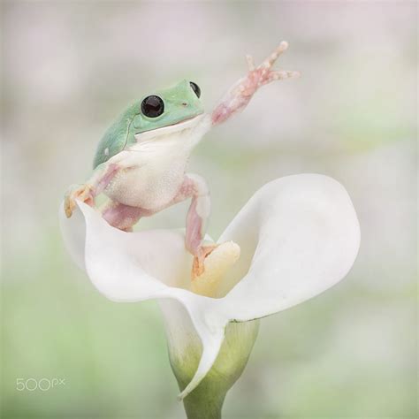 Whites Tree Frog Looking To Say Hello 500px In 2020 Whites Tree