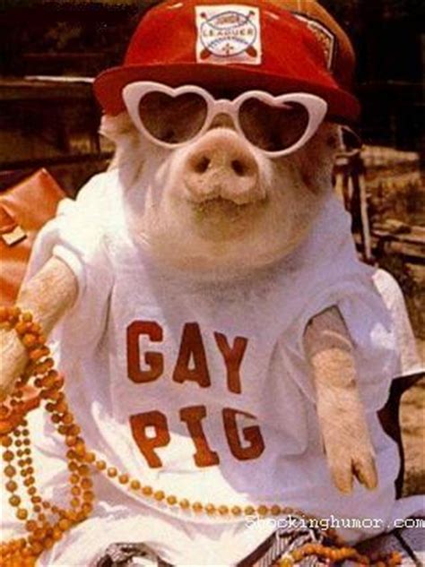 MY GAY PIG D Sensativemo Photo 18311338 Fanpop