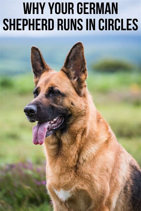 This Post Will Show You A Number Of Reasons Why Your German Shepherd