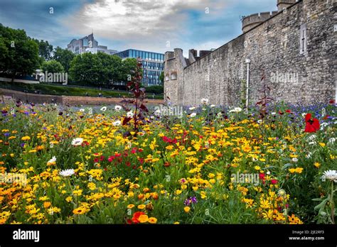 Summer Wild Flower Superbloom Display In The Moat At The Tower Of