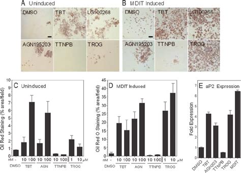 Tributyltin Induces Adipogenesis In 3t3 L1 Cells Uninduced A And