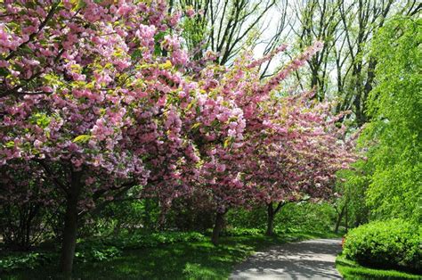 The ovary is the part of the tree that becomes the fruit. ornamental cherry trees images | kwanzan cherry tree ...