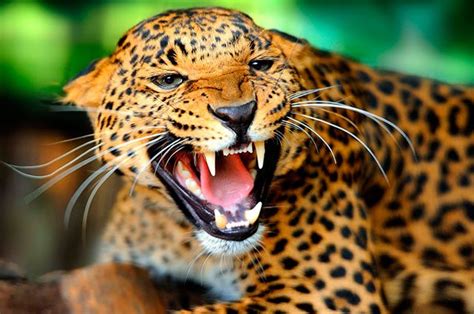 Jaguar En Peligro De Extinción Quintana Roo Hoy