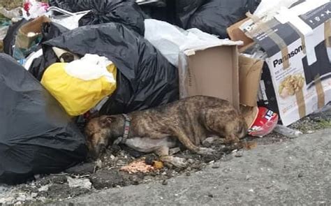 A Pregnant Dog Abandoned Hungry And Exhausted Collapses Weakly Next