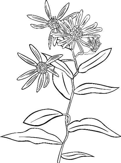Plant Flowers Shrub Clip Art At Vector Clip Art Online