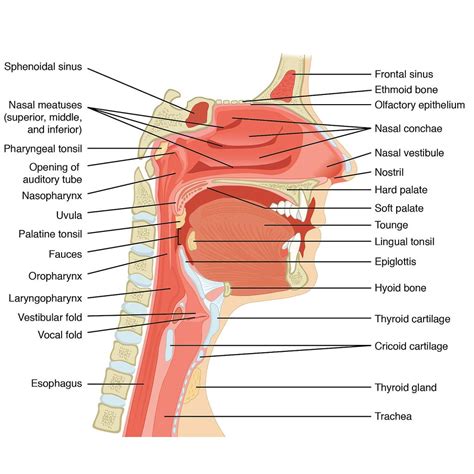Head And Neck Anatomy Sagittal Illustration Radiology Case
