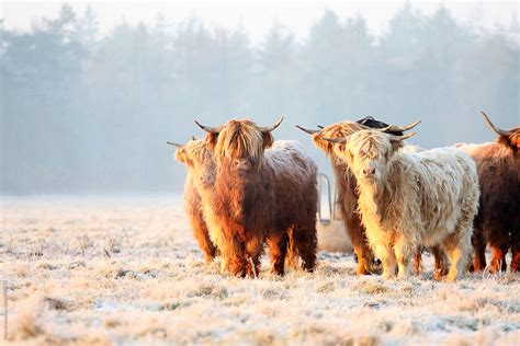 Scottish Highland Cows In Winter By Stocksy Contributor Marcel
