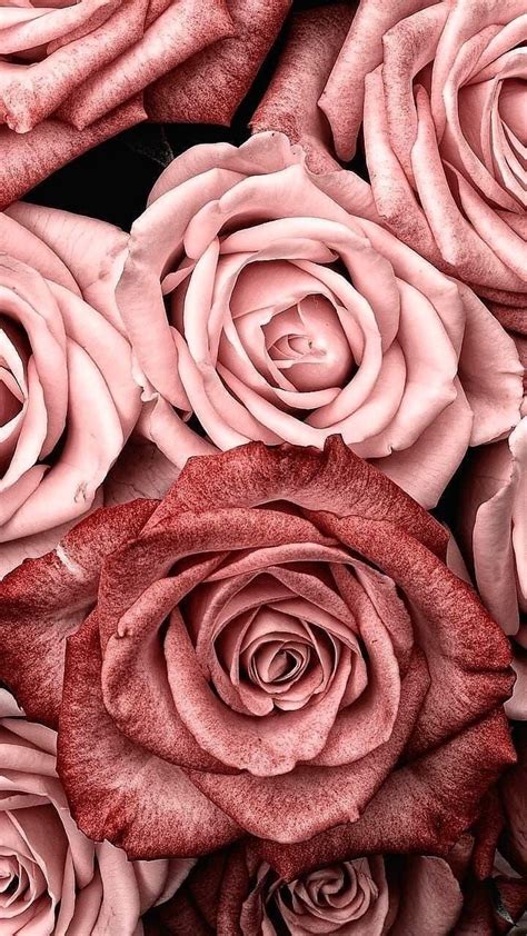 Enchanted Pink Roses Wallpapers Wallpaper Cave