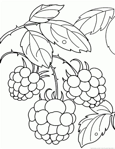 Kizicolor.com provides a large diversity of free printable coloring pages for kids, available in over 16 languages, coloring sheets, free colouring book, illustrations, printable pictures, clipart, black and white pictures, line art and drawings.all of the rights belong to their respective owners. Raspberry Coloring Pages