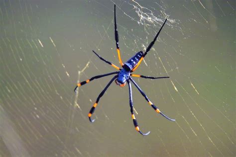 Giant Golden Orb Weaving Spider Hong Kong Spiders · Inaturalist