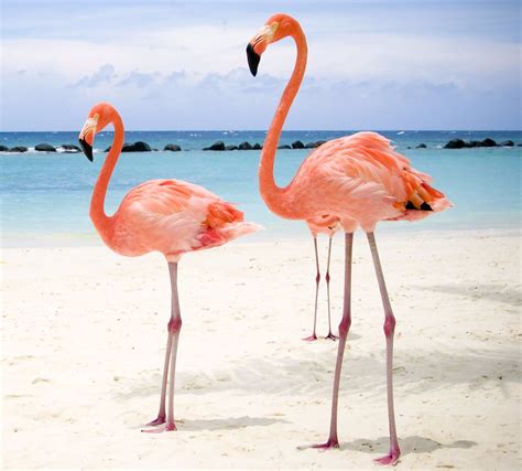 Why are Flamingos Pink?  Perry Ponders