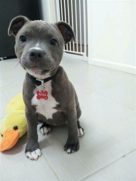I Am Lovable Cute Animals Staffordshire Bull Terrier Puppies Bull