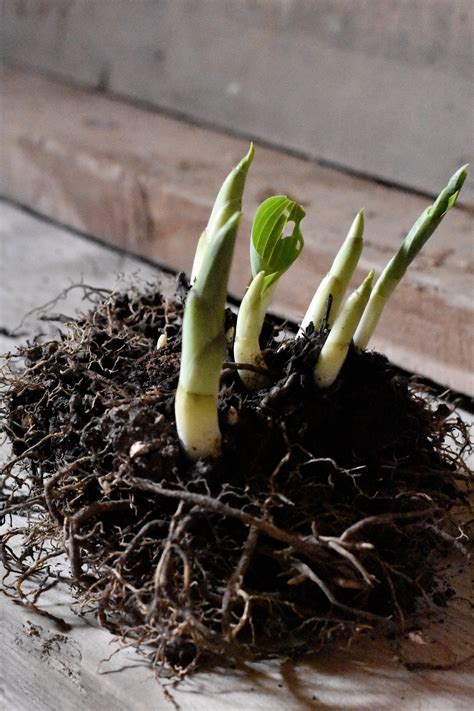 Ideally, plan on dividing hostas before spring or fall just so, how do you split and replant hostas? When and How to Divide and Transplant Hostas | Transplant ...