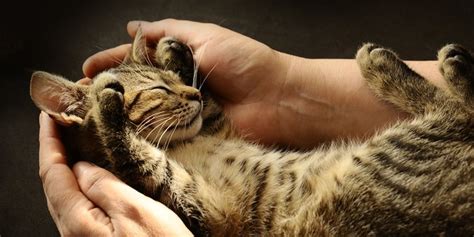 Cara Merawat Kucing Dengan Baik Dan Mudah Perhatikan Kebersihannya