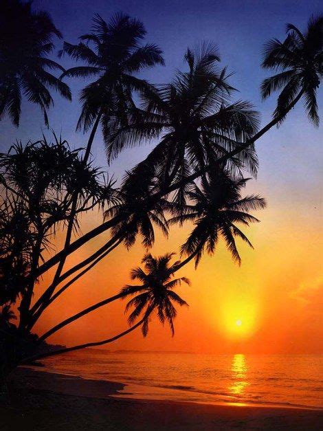 Where To Go To Watch A Breath Taking Sunset Palm Tree
