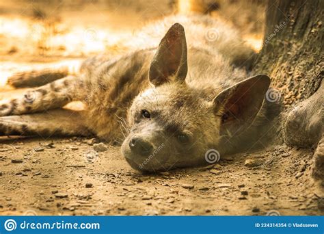 Spotted Hyena From South Africa Lying On The Ground And Resting And