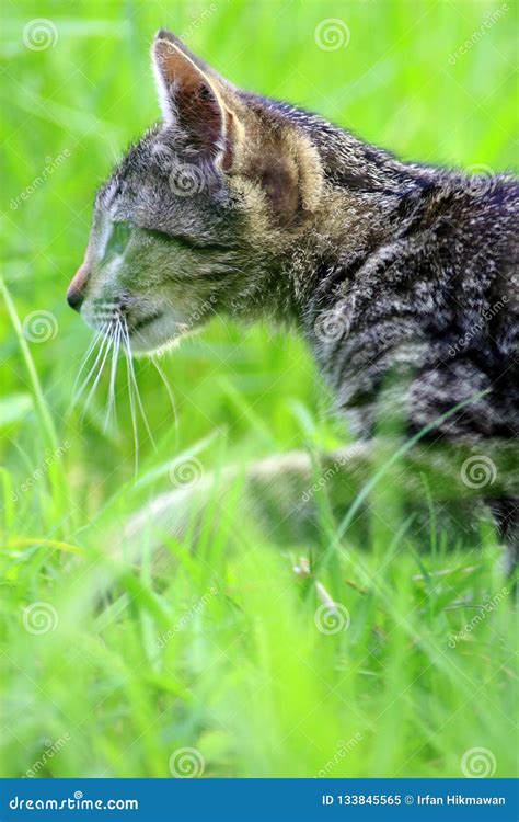 The Cute Cat Face Stock Image Image Of Animals Ground 133845565