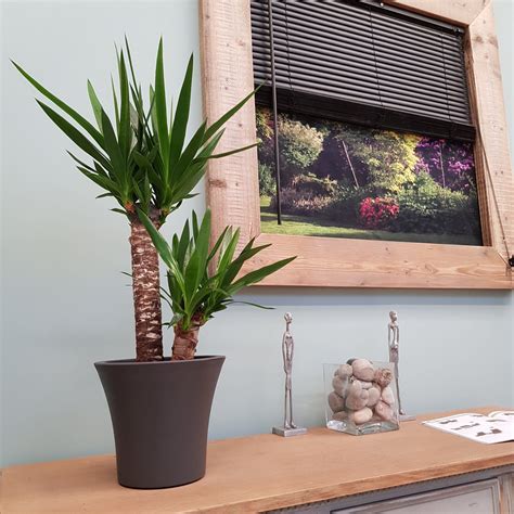 What is the symbolism of an elephant with truck lift mean? Yucca Multi Trunk 80cm Indoor House Plant (Two) #trees # ...