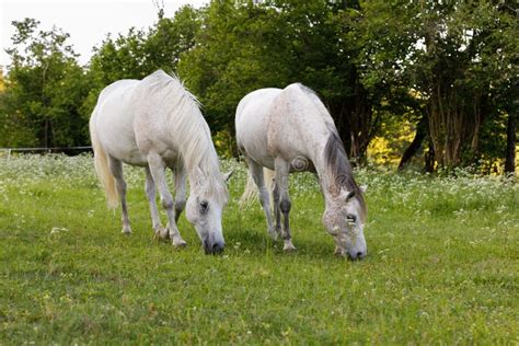 Two White Horse Is Grazing In A Spring Meadow Stock Image Image Of