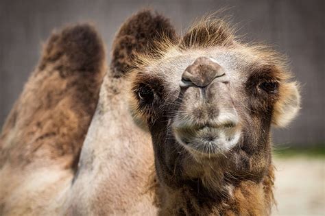 Hd Wallpaper Animal Bactrian Camel Camelus Bactrianus Desert Fauna