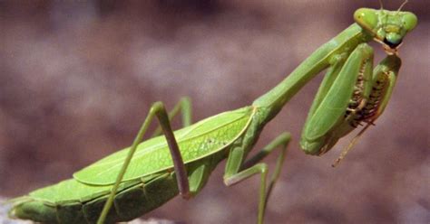 In Praise Of The Praying Mantis