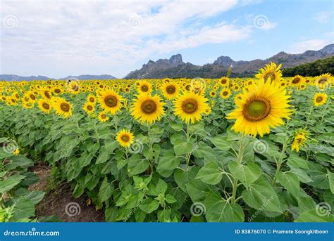 Sunflower Field At The Mountain Stock Photo Image Of Field Beauty
