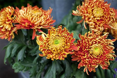 Chrysanthemum Flowers What Are Hardy Mums Brown Flowers Fall