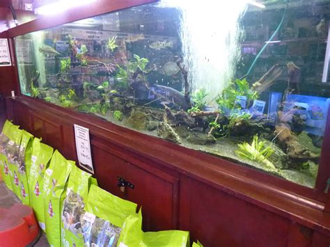 Hillingdon Maidenhead Aquatics Fish Store Review Tropical Fish Site