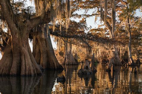 Cypress Tree Louisiana Swamp Garfield Belt