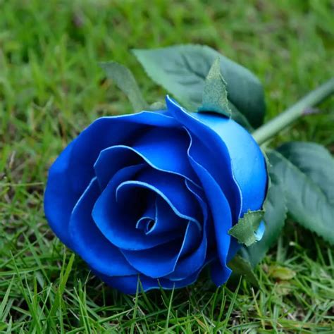 Rangkuman Contoh Bunga Mawar Biru Yang Mantul Informasi Seputar
