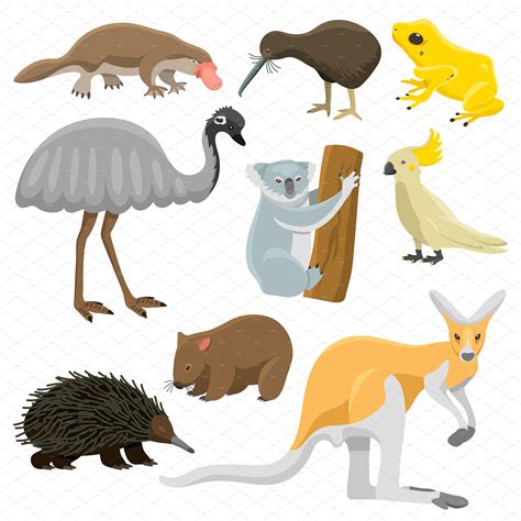 Australia Wild Animals Vector Animal Illustrations ~ Creative Market
