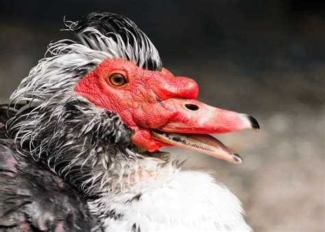 If your duck has a red face, it's probably a muscovy duck. 33 Muscovy Duck Facts: Red-Faced Musky Duck-Goose ...