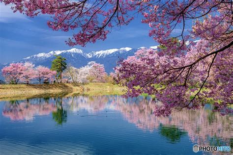 長野県・伊那市 六道の堤の桜 2 By Waoki （id：10420164） 写真共有サイトphotohito