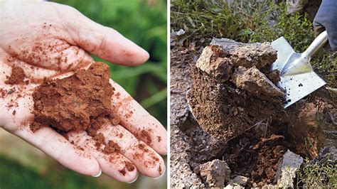 Top Plants For Clay Soils By Region Garden Gate