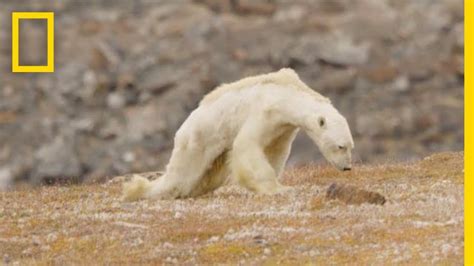Heart Wrenching Video Starving Polar Bear On Iceless Land National